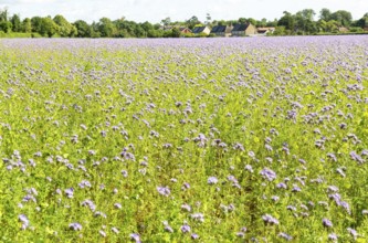 Lacy Phacelia, Phacelia Tanacetifolia, flowering in arable field used as green manure crop, Sutton,