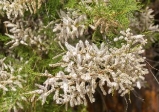 Close up of flowering Common Tamarisk plant, Tamarix gallica, Bawdsey Quay, Suffolk, England, UK
