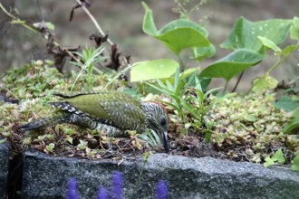 Green woodpecker (Picus viridis), June, Germany