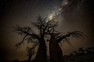 Silhouette of a baobab tree with starry sky and Milky Way, African baobab (Adansonia digitata),