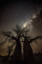 Silhouette of a baobab tree with starry sky and Milky Way, African baobab (Adansonia digitata),