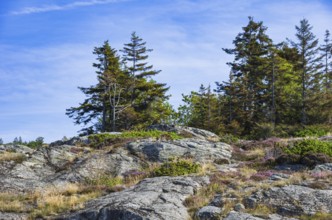 Wooded coastal landscape of granite rocks in the archipelago near Lysekil, Bohuslän, Västra