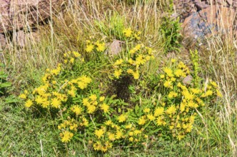 Unspecified yellow flowering vegetation between granite boulders on the coast of Lysekil, Bohuslän,