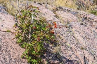 Mountain ash, Sorbus aucuparia, also known as rowan, grows between reddish boulders of