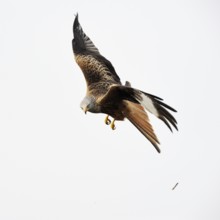 After an unsuccessful hunt... Red kite (Milvus milvus), also known as Montagu's harrier, very