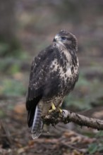 Fledged, but still uncertain... Buzzard (Buteo buteo), freshly fledged young bird with still blue
