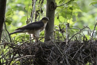 Sparrowhawk (Accipiter nisus), adult male, standing on his eyrie in a tree, hidden nest, looking