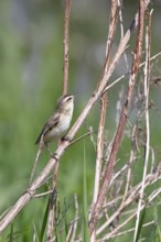 Reed warbler (Acrocephalus schoenobaenus) sitting in a shrub in its natural environment, Wildlife,