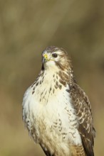 Buzzard (buteo buteo), light-coloured variant, light morph, side view, animal portrait, wildlife,