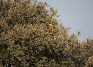 Red kite (Milvus milvus), Extremadura, Castilla La Mancha, Spain