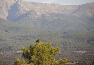 Iberian Eagle (Aquila adalberti), Spanish imperial eagle, Extremadura, Castilla La Mancha, Spain