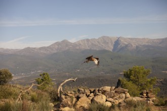 Red kite (Milvus milvus) in the landscape of Extremadura, Castilla La Mancha, Spain