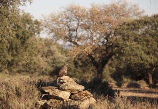 Common buzzard (Buteo buteo), Extremadura, Castilla La Mancha, Spain
