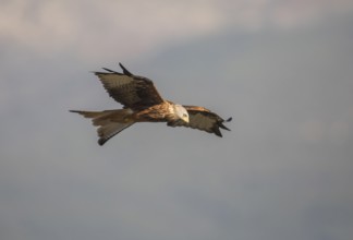 Red kite (Milvus milvus), Extremadura, Castilla La Mancha, Spain