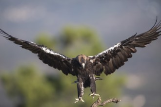 Iberian Eagle (Aquila adalberti), Spanish imperial eagle, Extremadura, Castilla La Mancha, Spain
