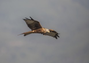 Red kite (Milvus milvus), Extremadura, Castilla La Mancha, Spain