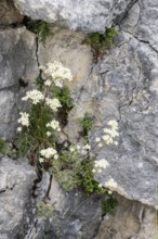 Grape saxifrage (Saxifraga paniculata), Veneto, Italy
