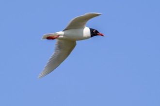 Mediterranean gull (Ichthyaetus melanocephalus, Larus melanocephalus) in breeding plumage flying