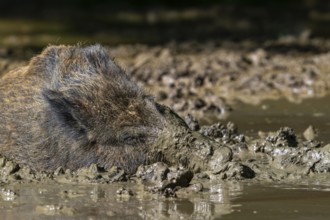 Wild boar (Sus scrofa) with muddy snout wallowing in mud puddle in forest