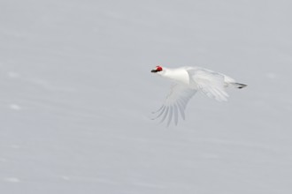 Rock ptarmigan (Lagopus muta, Tetrao mutus) male in white winter plumage with red eyebrows flying