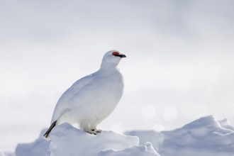 Rock ptarmigan (Lagopus muta hyperborea) male in white winter plumage with red eyebrows on snow