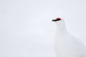 Rock ptarmigan (Lagopus muta hyperborea) male with red eyebrows showing white winter camouflage
