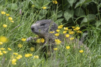 Marmot (Marmota marmota), Monte Baldo, Veneto, Italy