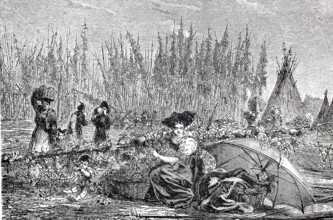 Women harvesting hops, c. 1840, Alsace, France, digitally enhanced reproduction of a 19th century