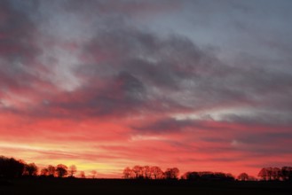 Silhouette of a row of trees at dawn, Lower Rhine, North Rhine-Westphalia, Germany