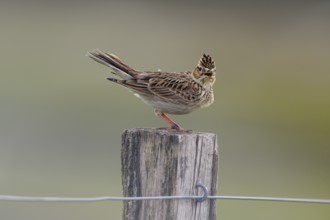 Chirping skylark (Alauda arvensis) on a fence post, Lower Rhine, North Rhine-Westphalia, Germany