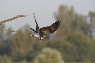 Osprey (Pandion haliaetus) flying from a tree, Lower Rhine, North Rhine-Westphalia, Germany
