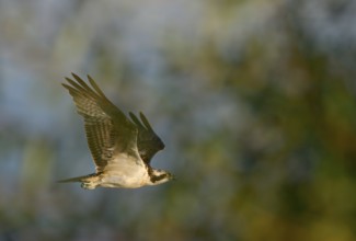 Flying osprey (Pandion haliaetus), Lower Rhine, North Rhine-Westphalia, Germany