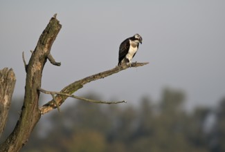 Osprey (Pandion haliaetus) sitting on a branch looking for prey, Lower Rhine, North