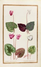 Cyclamen anthiochenum and bisantinum, cyclamen, historical, digitally enhanced reproduction from