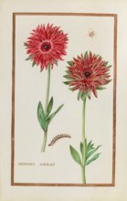 Anemone doubles, double anemone, historical, digitally enhanced reproduction from Theatrum florae