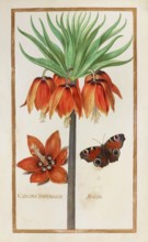 Imperial crown, Corona imperialis, historical, digitally enhanced reproduction from Theatrum florae