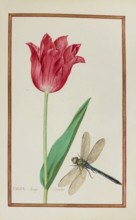 Tulip with dragonfly, historical, digitally enhanced reproduction from Theatrum florae (1624) by
