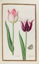 Tulips with butterfly, Historical, digitally enhanced reproduction from Theatrum florae (1624) by