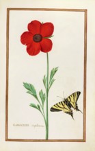 Ranunculus napolianus, Neapolitan buttercup, historical, digitally enhanced reproduction from