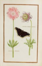 Anemone blanche double and Anemone superisse, historical, digitally enhanced reproduction from