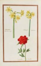 Narcissus, Narcissus and Grenadier double, Historical, digitally enhanced reproduction from