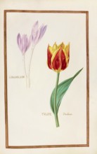 Tulip and crocus, historical, digitally enhanced reproduction from Theatrum florae (1624) by Daniel