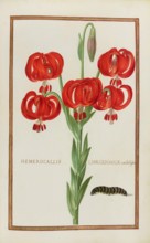 Hemerocallis chalcedonica, daylily, historical, digitally enhanced reproduction from Theatrum