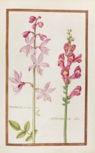 Fraxinella seu dipramus, Dictamnus fraxinella, burning bush, and Antirrhinum rubro, ruby