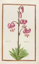 Martagum imperiale, Lilium martagon, also known as Turk's cap or Martagon lily, Historical,