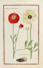 Ranunculus tripartitus, Three-part water crowfoot and Ranunculus asiaticus, Asiatic buttercup,