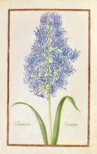 Hyacinth, historical, digitally enhanced reproduction from Theatrum florae (1624) by Daniel Rabel