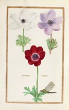 Anemones, Historical, digitally enhanced reproduction from Theatrum florae (1624) by Daniel Rabel