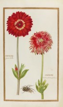 Anemone, historical, digitally enhanced reproduction from Theatrum florae (1624) by Daniel Rabel