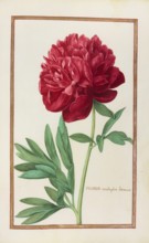 Peonia multiplex, Peony, historical, digitally enhanced reproduction from Theatrum florae (1624) by